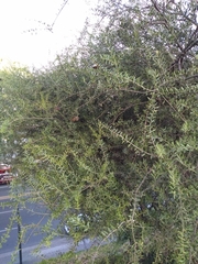 Aspidosperma quebracho-blanco