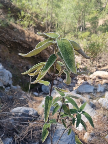Phlomis leucophracta, photograph 1