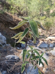 Phlomis leucophracta
