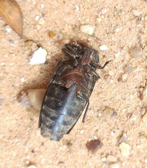 Steraspis squamosa