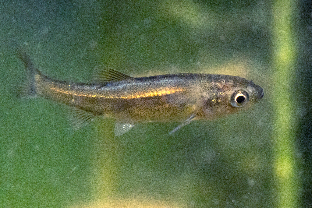 Delminichthys