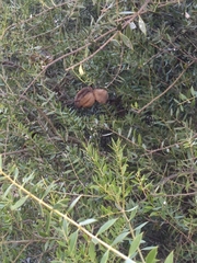 Aspidosperma quebracho-blanco