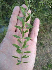 Aspidosperma quebracho-blanco