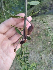 Aspidosperma quebracho-blanco