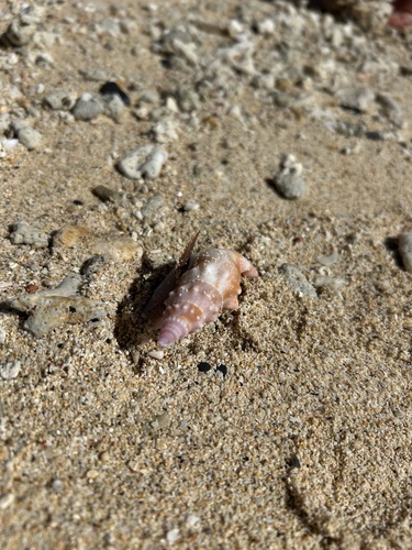 Mitra stictica observed 2026-01-09