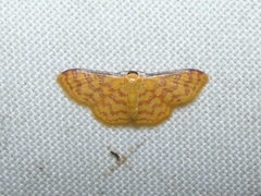 Idaea similinea