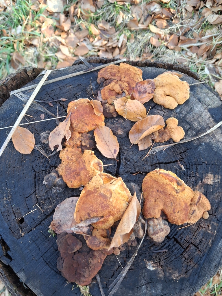 Osmoporus odoratus · March 2026 · photo: © mangoblatt (iNaturalist, cc0)