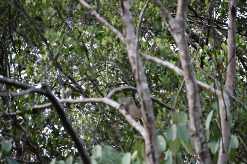 Callosciurus notatus