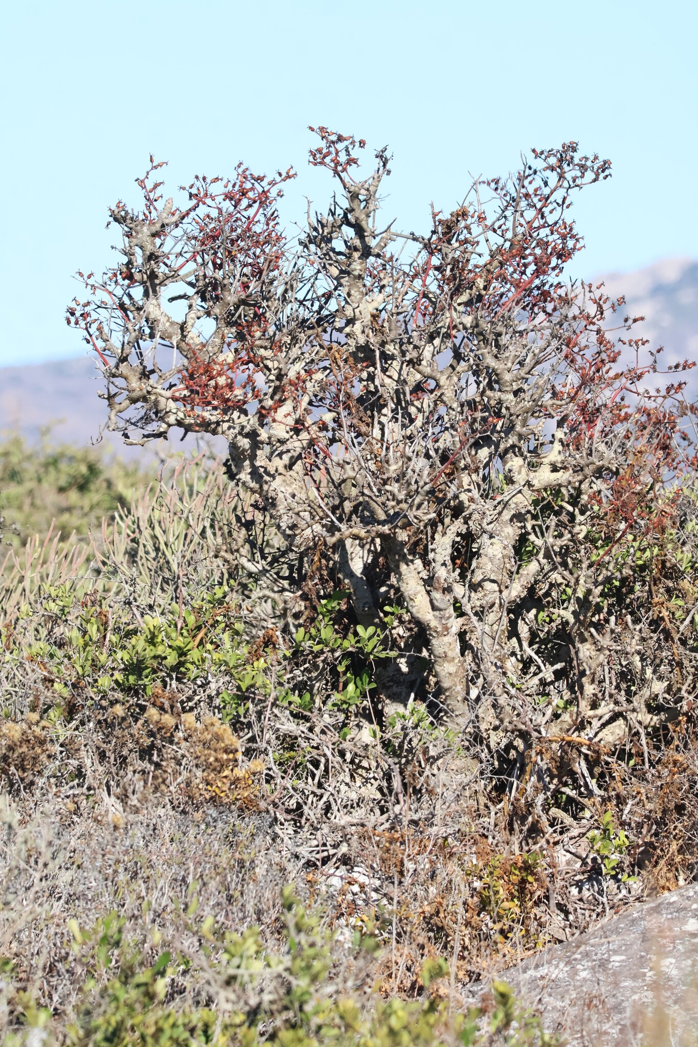 Imagem de Tylecodon paniculatus