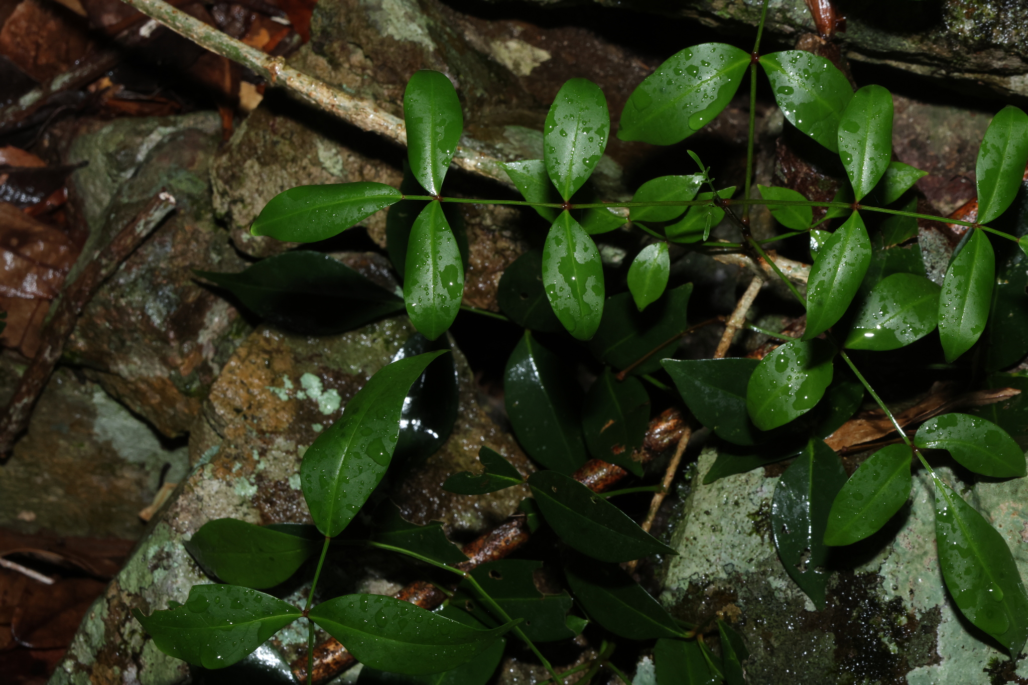 Pandorea Jasminoides (Pandorea jasminoides)