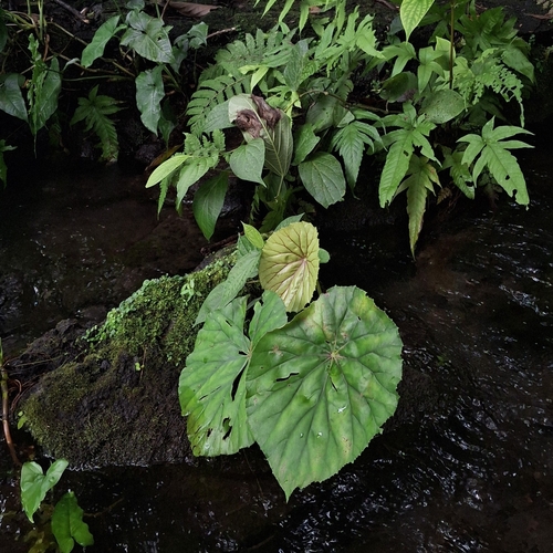 Water Lily Begonia (Begonia nelumbiifolia)