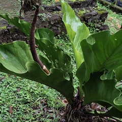 Schlechtendals Anthurie (Anthurium schlechtendalii)