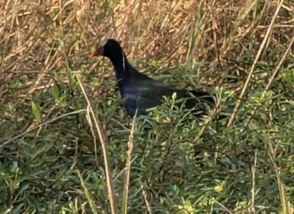Allen's Gallinule (Porphyrio alleni), photo 2
