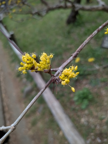 Cornus officinalis