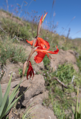 Gladiolus saundersii, photograph 2