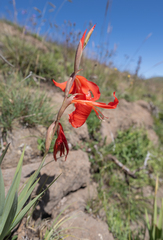 (c) Morten Ross, some rights reserved (CC BY) Gladiolus saundersii, photograph (c) Morten Ross, some rights reserved (CC BY)