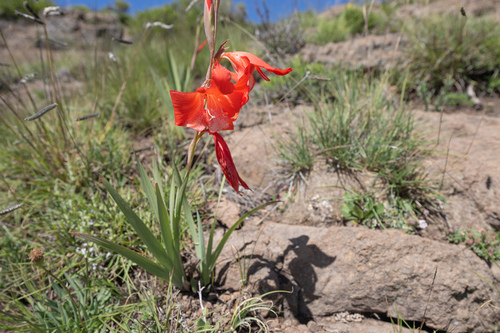 Gladiolus saundersii, photograph 1