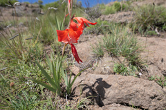 (c) Morten Ross, some rights reserved (CC BY) Gladiolus saundersii, photograph (c) Morten Ross, some rights reserved (CC BY)