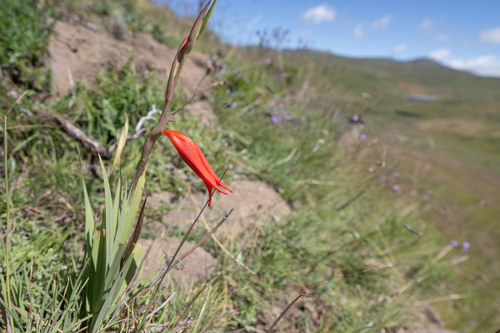Lesotho Gladiolus (Gladiolus saundersii)