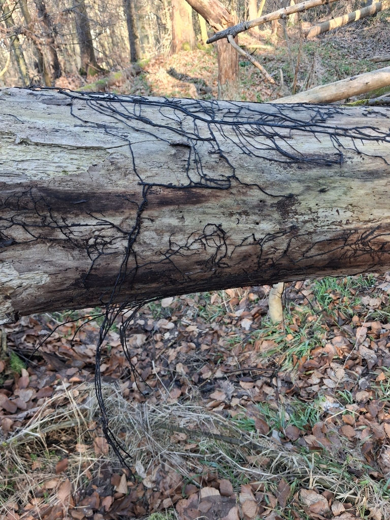 Armillaria · March 2026 · photo: © mangoblatt (iNaturalist, cc0)