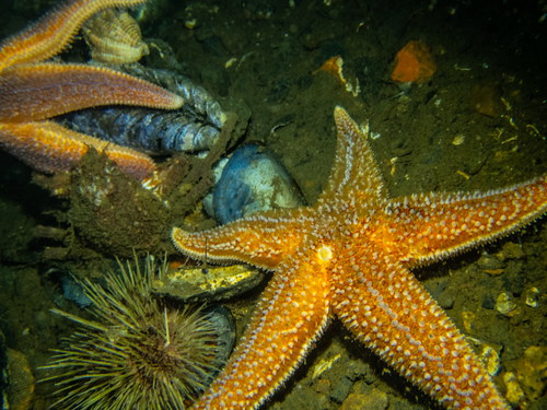 Common Sea Star, photo 4 of 10