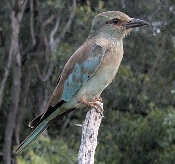 European Roller (Coracias garrulus), photo 3