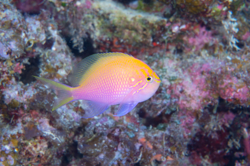 Serranocirrhitus latus observed 2026-02-11