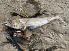 Gadiformes