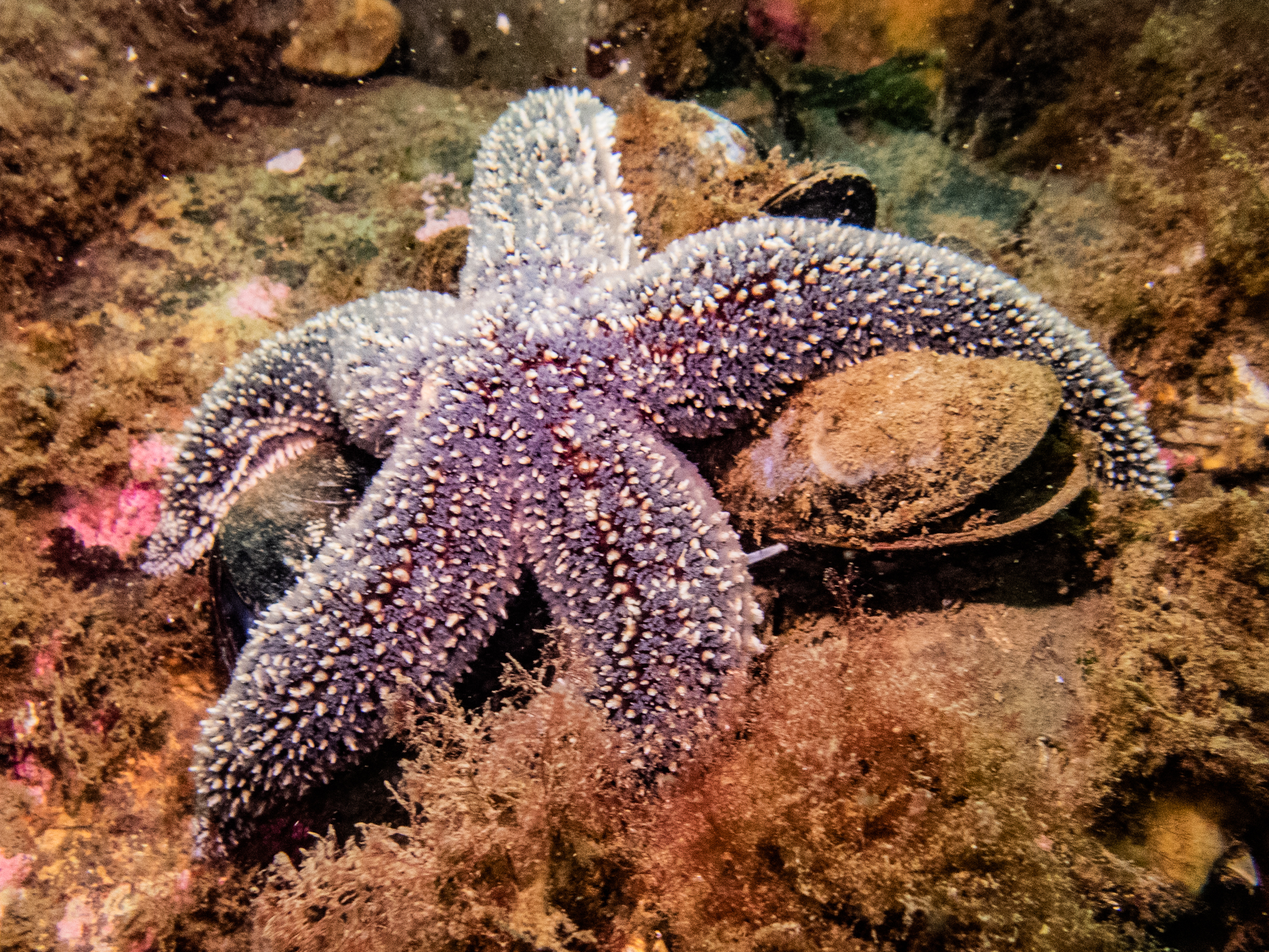 Common starfish - Wikipedia