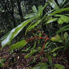 Reinhardtia gracilis