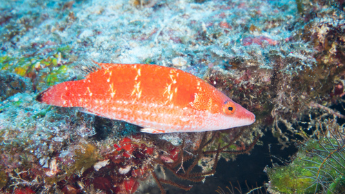 Blackmargin maori wrasse (Oxycheilinus nigromarginatus) — Labridae