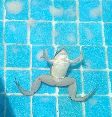 Leptodactylus latinasus
