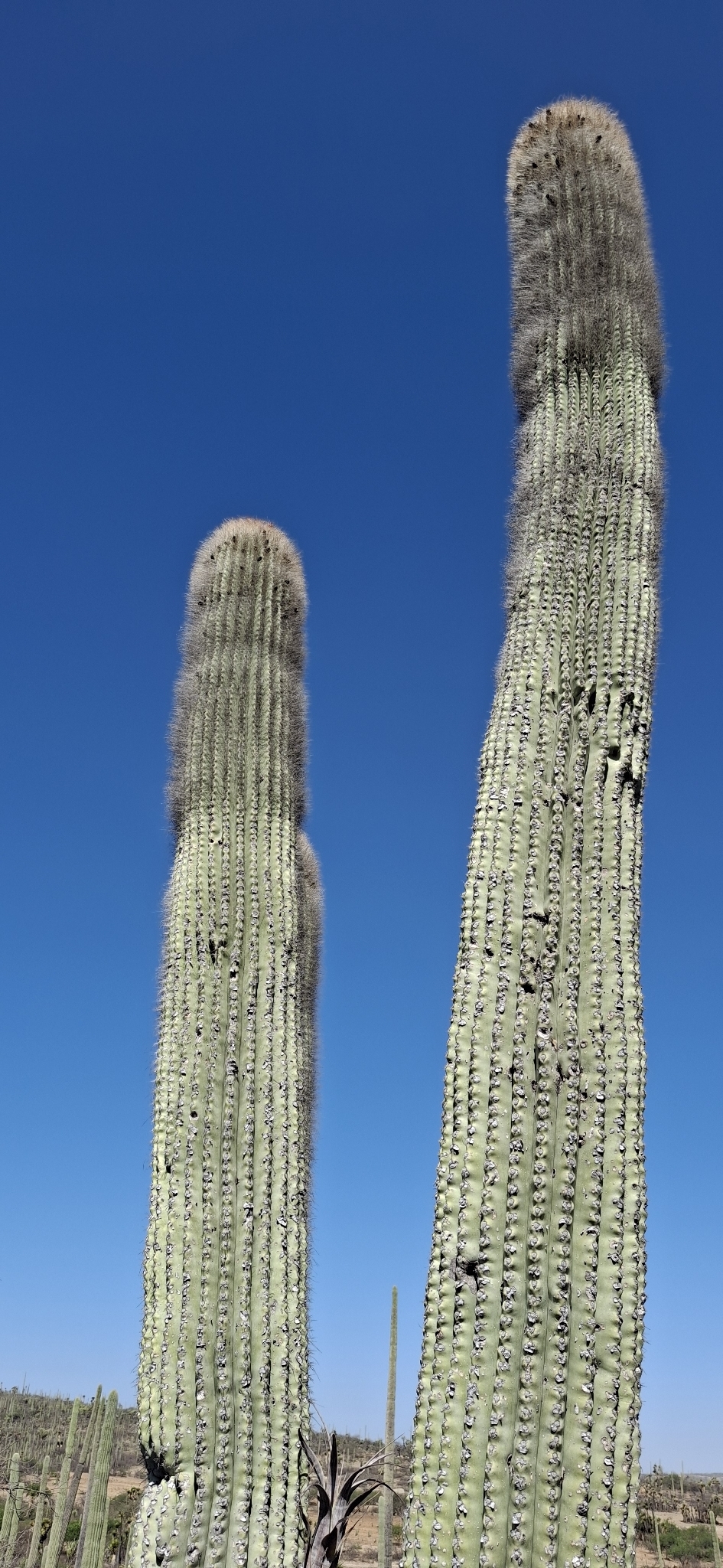 Cephalocereus macrocephalus