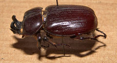 Phileurus truncatus