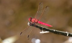 Orthemis nodiplaga