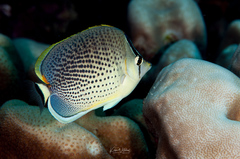 Chaetodon guttatissimus