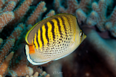 Chaetodon punctatofasciatus