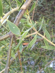 Stagmatoptera hyaloptera