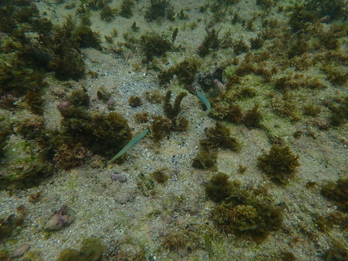 Ptereleotris monoptera observed 2026-03-02