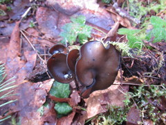 Pseudoplectania melaena
