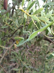 Stagmatoptera hyaloptera