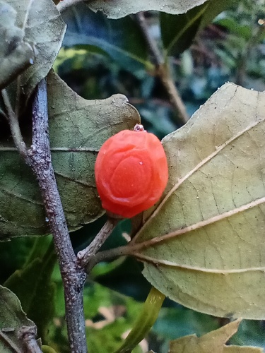 Celtis flumeniana