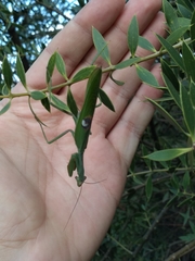 Stagmatoptera hyaloptera