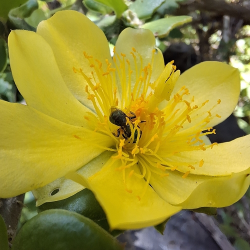 Pereskiopsis diguetii, photograph 1