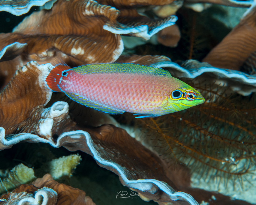 Ocellated Wrasse