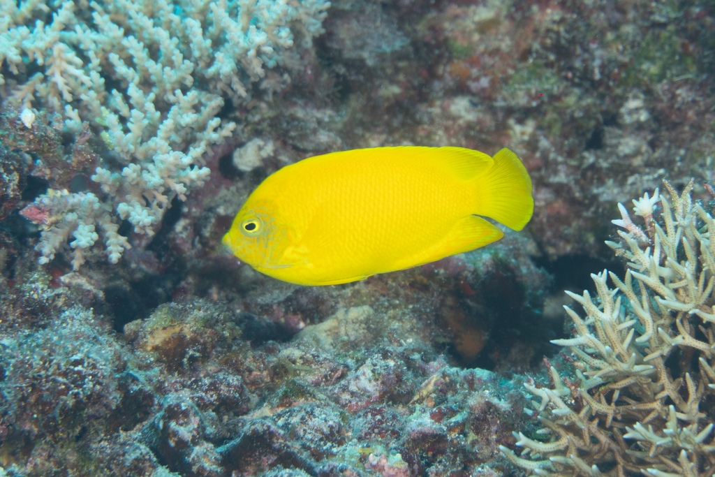Golden angelfish (Centropyge heraldi) — Pomacanthidae