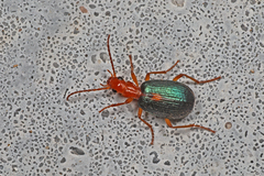 Brachinus sclopeta
