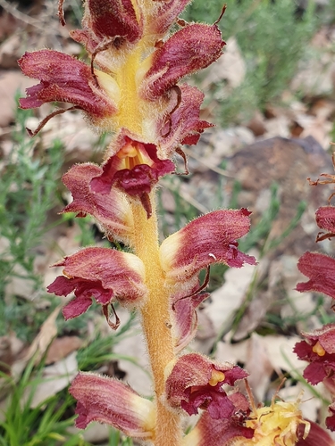 Variegated broomrape (Orobanche variegata)