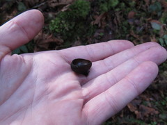 Pseudoplectania melaena