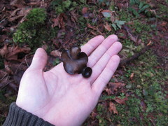 Pseudoplectania melaena